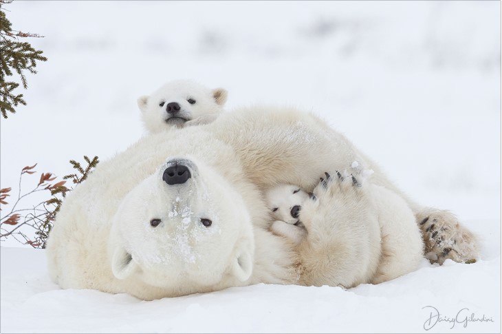 Mama polar bear with two cubs playing in the snow.